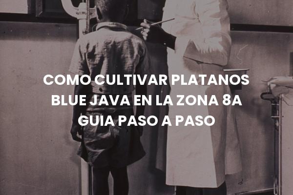 Como Cultivar Platanos Blue Java En La Zona 8A Guia Paso A Paso