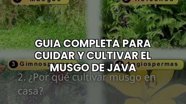 Guia Completa Para Cuidar Y Cultivar El Musgo De Java
