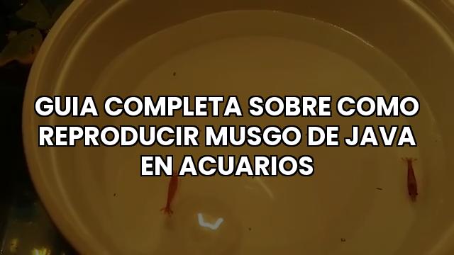Guia Completa Sobre Como Reproducir Musgo De Java En Acuarios