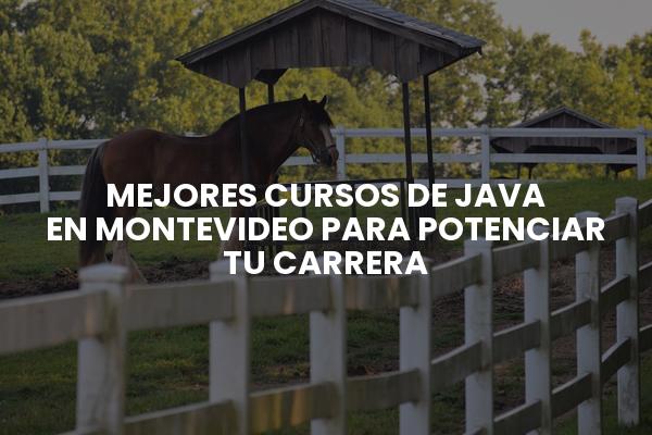 Mejores Cursos De Java En Montevideo Para Potenciar Tu Carrera